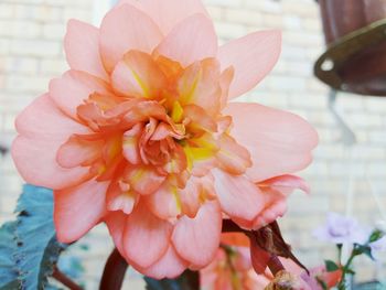 Close-up of pink flower