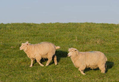 Sheep and lamb