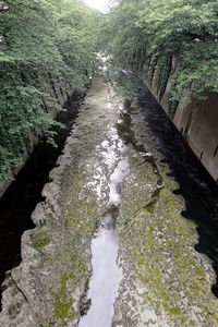 Narrow stream along trees