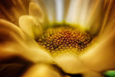 Macro shot of yellow flowering plant