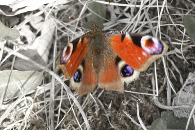 High angle view of butterfly on ground