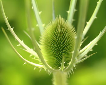 Close-up of cactus flower