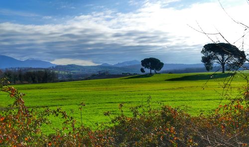 Scenic view of field against sky