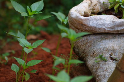 Close-up of plants by sack on field at farm