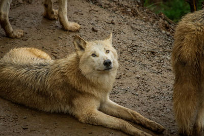 Portrait of dog relaxing on land