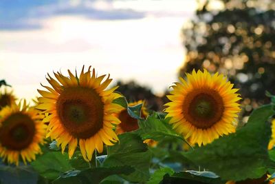 Close-up of sunflowers blooming against sky