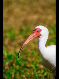 Close-up of bird on field