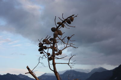 Low angle view of tree against sky