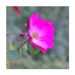 Close-up of pink flower blooming outdoors