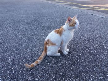 High angle view of cat sitting on road