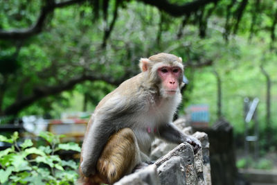 Monkey sitting on tree in forest