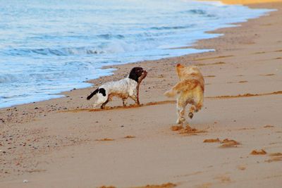 Dogs on beach