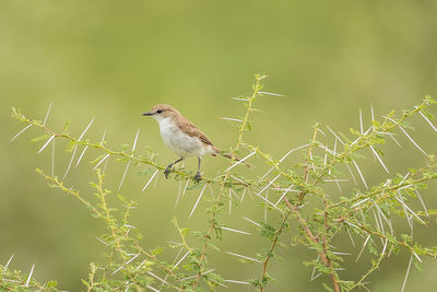 Close-up of bird perching on branch