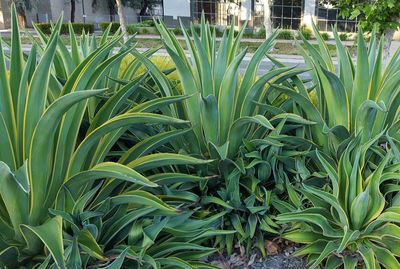 Plants growing on field