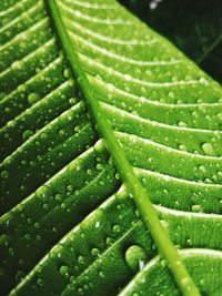 Close-up of wet leaves