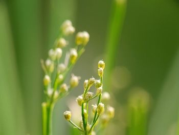 Close-up of flowering plant