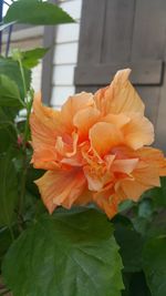 Close-up of orange day lily blooming outdoors