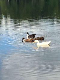 Ducks in a lake