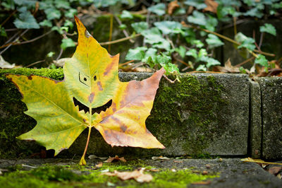 Close-up of maple leaves on leaf