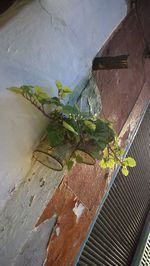 High angle view of potted plant against wall