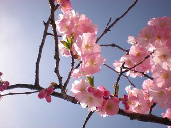Low angle view of pink cherry blossoms in spring