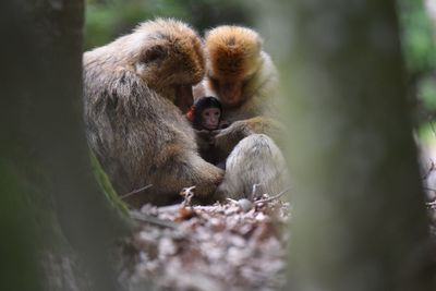 Monkeys with infant on field