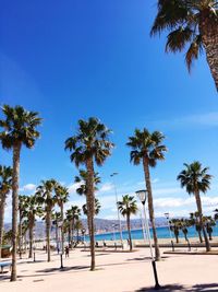 Palm trees on beach against clear blue sky