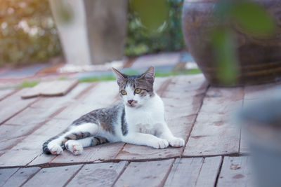 Portrait of a cat