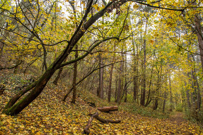 Trees in forest during autumn