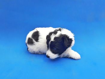 High angle view of puppy sleeping against blue background