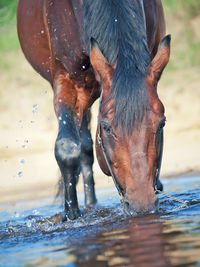 Horse drinking in river