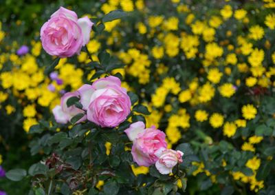 Close-up of pink rose