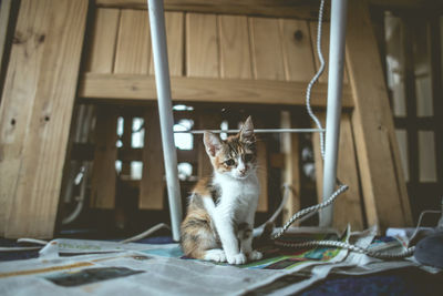 Cat cub sitting on newspaper