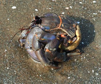 High angle view of crab on beach