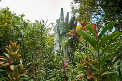 Low angle view of cactus plant against sky