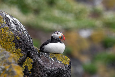 Close-up of bird perching on rock