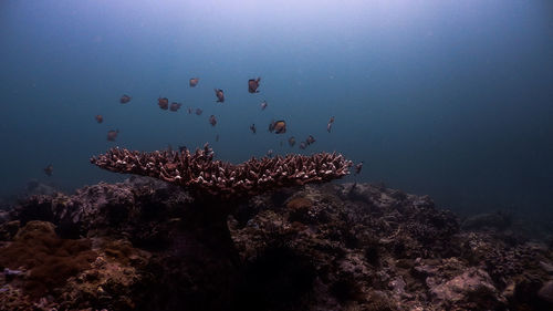 Small fishes at mariveles