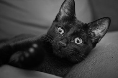 Close-up portrait of a cat