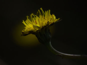 Close-up of yellow flower against black background