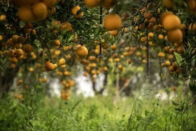 Close-up of fruits growing on field