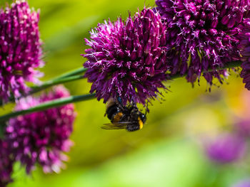 Close-up of bee pollinating on purple flower