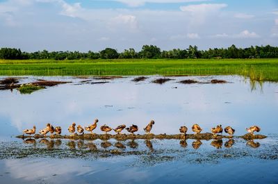 Birds in a lake