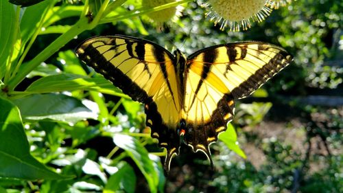 Close-up of butterfly on plant