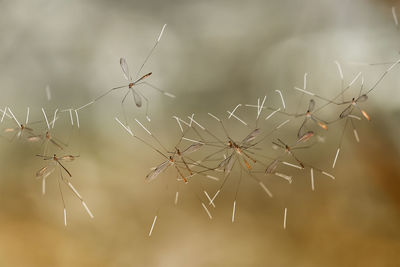 Crane fly on web