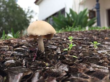 Close-up of mushroom