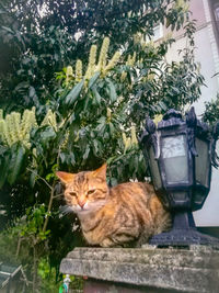 Portrait of cat sitting in yard