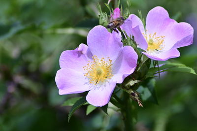 Close-up of pink flowering plant