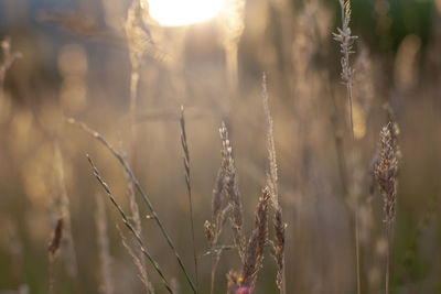 Close-up of stalks in field