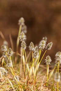 A beautiful cotton grass in a swamp in early spring