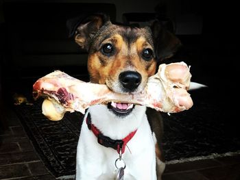 Portrait of dog carrying bone at home